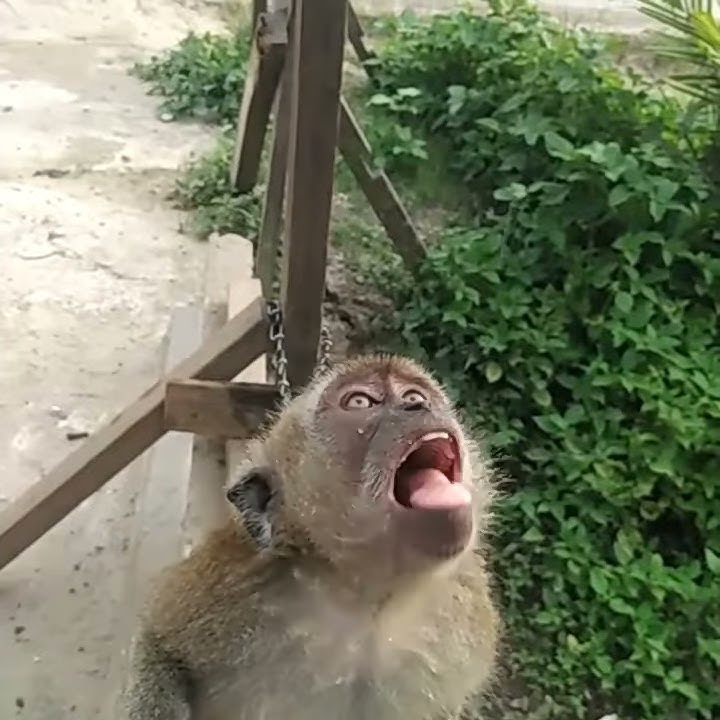 Monyet goyang dj wik wik wik..