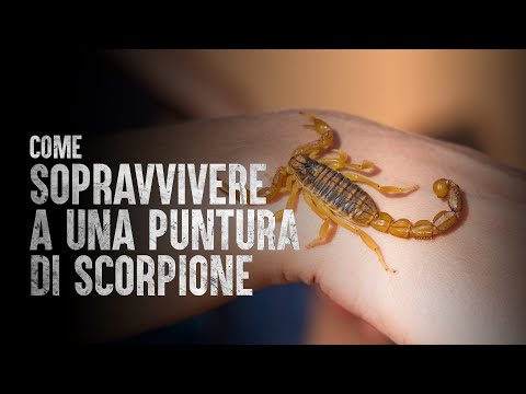 Come Sopravvivere a una Puntura di Scorpione