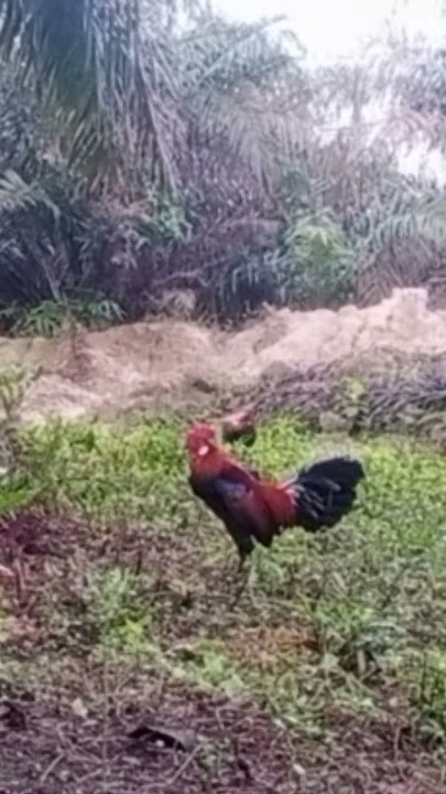 Ayam hutan penuh semangat merapat kokok terus