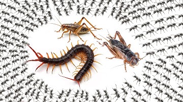 I use my pet 5000 bullet ants to catch centipede and crickets in deep hole  for food