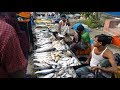 Amazing Rural Village Fish Market In Bangladesh | Lots Of Fresh Country Fishes Available