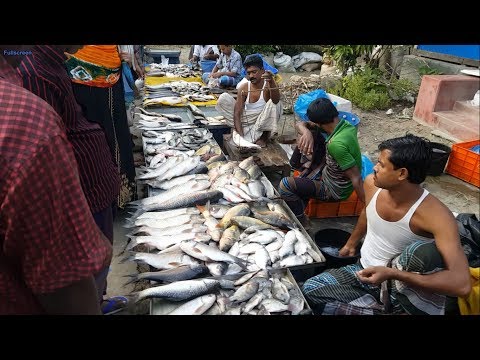 Amazing Rural Village Fish Market In Bangladesh | Lots Of Fresh Country Fishes Available
