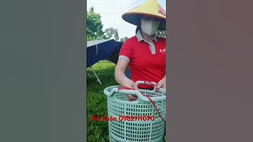 Tri ân khai Xuân đầu năm lấy may #tratienlau