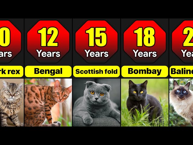 Lifespan Of Different Cat Breeds | How Many Years Do Different Cat Breeds Live? class=
