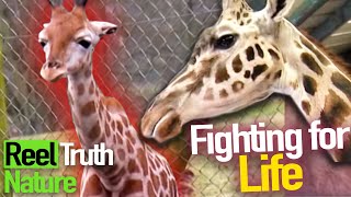 Will Evelyn the Baby Giraffe Survive? 🦒 | Animal Park | Zoo Documentary | Reel Truth Nature