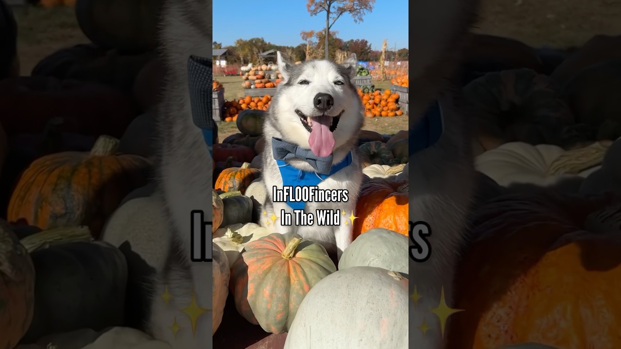 InFLOOFincers in the wild. Come with me and @TheHuskyMoon  to a pumpkin patch. #dogs #dogfriendly