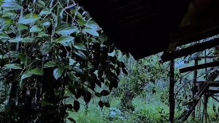 Relaxing sound of heavy rain in a farm hut in the middle of a plantation sleep therapy