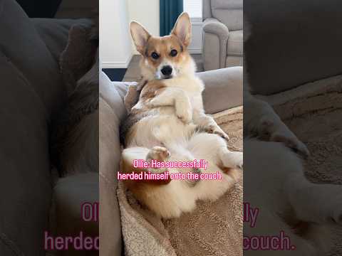 My corgi got fired from herding before he even started😂#corgi #funnydogs
