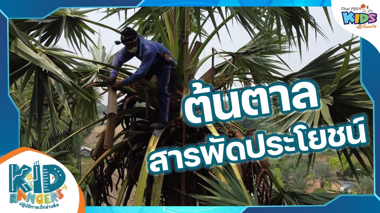 ต้นตาลสารพัดประโยชน์ : Kid Rangers ปฏิบัติการเด็กช่างคิด