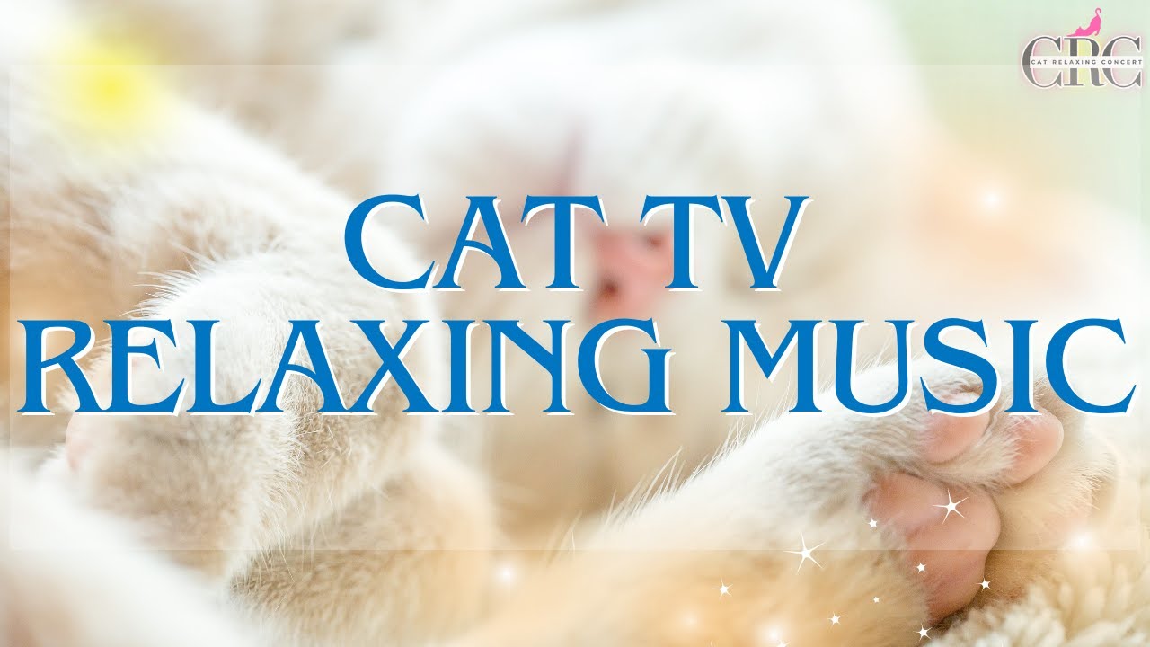 【lofi cat music】Purring Paradise: Relaxing Vibes for Feline Friends