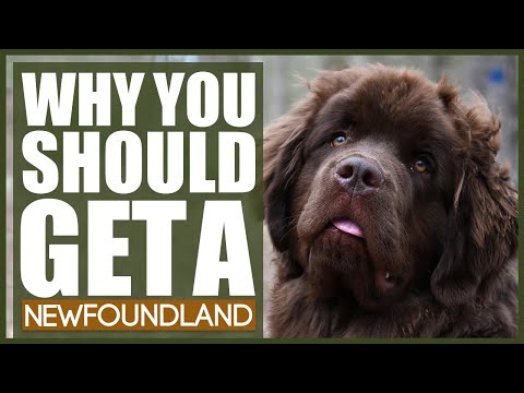 Video: Hvornår skal jeg begynde at give mit Newfoundland et fælles tillæg?