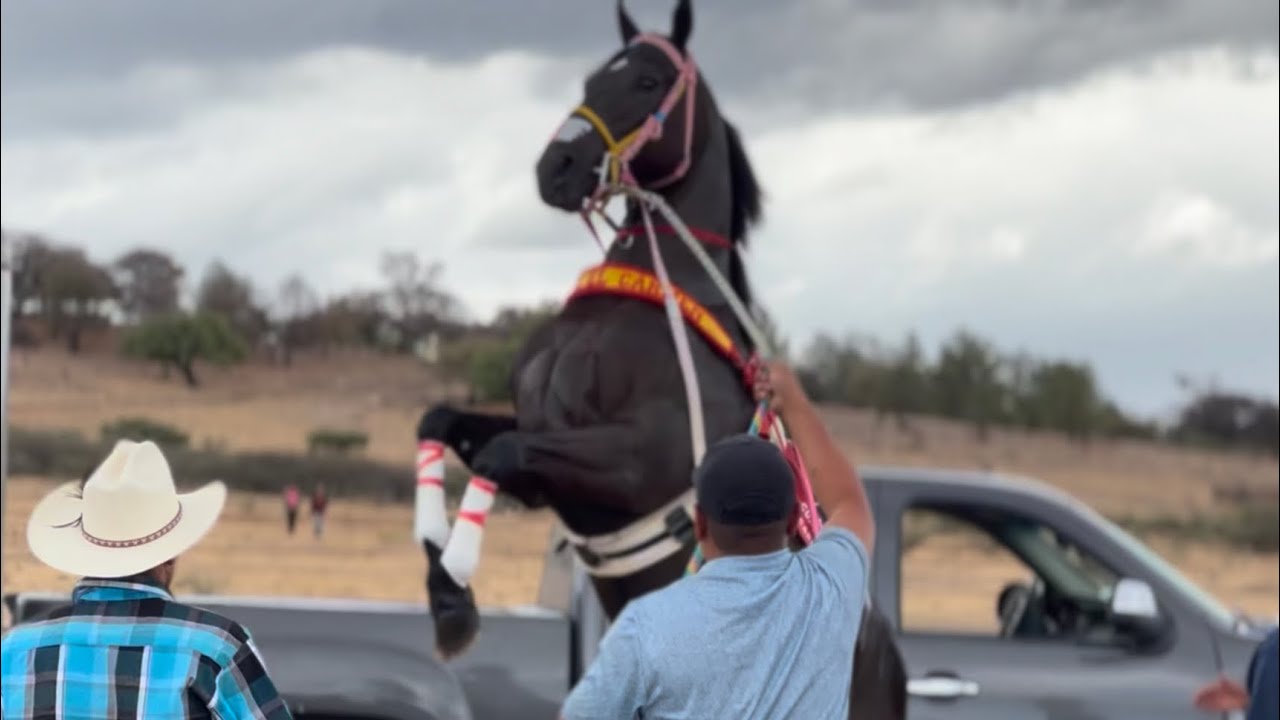 Yegua Se Suelta Antes De Carrera La Voladora Vs El General, Ignacio