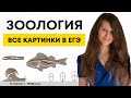 ВСЕ РИСУНКИ ПО ЗООЛОГИИ | ЕГЭ ПО БИОЛОГИИ