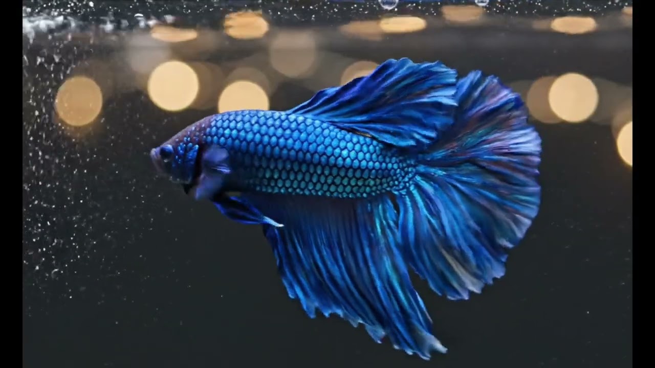 Stunning Blue Betta Fish Swimming in Slow Motion | 4K Cinematic Aquarium