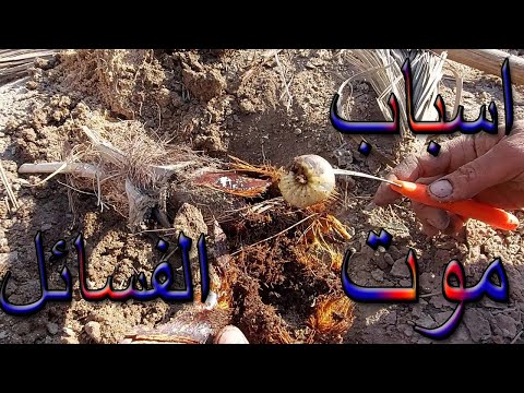 السبب الرئيسي لموت فسائل النخيل