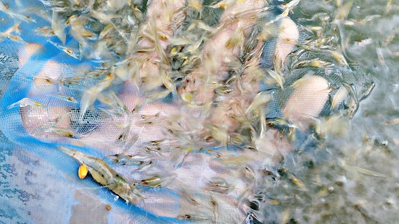 Amazing Deshi Catching Videos video!!! net fishing video!!!!