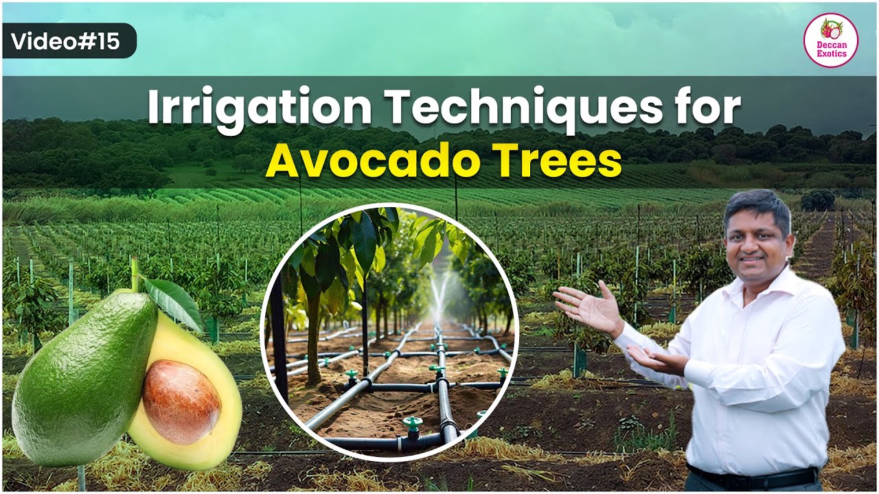 How Much Water for Avocado Tree | Irrigation of Avocado | Avocado Farming in India | Deccan Exotics