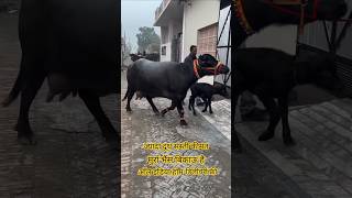 ☎️👉7037355245 भैंस बिकाऊ है #top #murraha #baffalo #cow #shortvideo #youtubeshorts #viralshort #bull