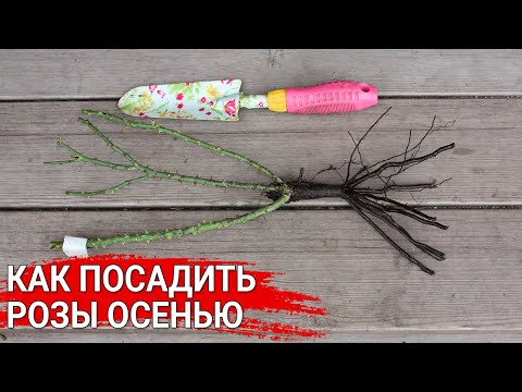Как сажать розы осенью | Посадка роз с открытой корневой системой