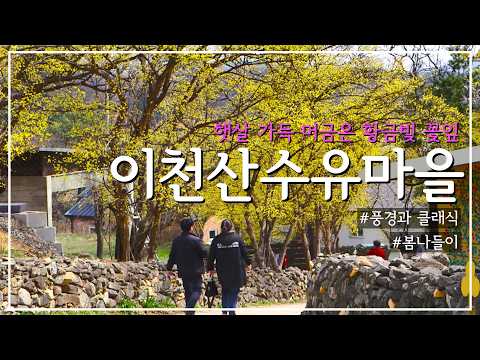 [풍경과 클래식] 16. 햇살 가득 머금은 황금빛 꽃잎, 이천산수유마을｜봄나들이｜풍경과 클래식