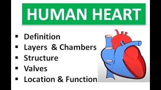 Structure of Human Heart, function and chamber in Hindi/Urdu - Medical lectures