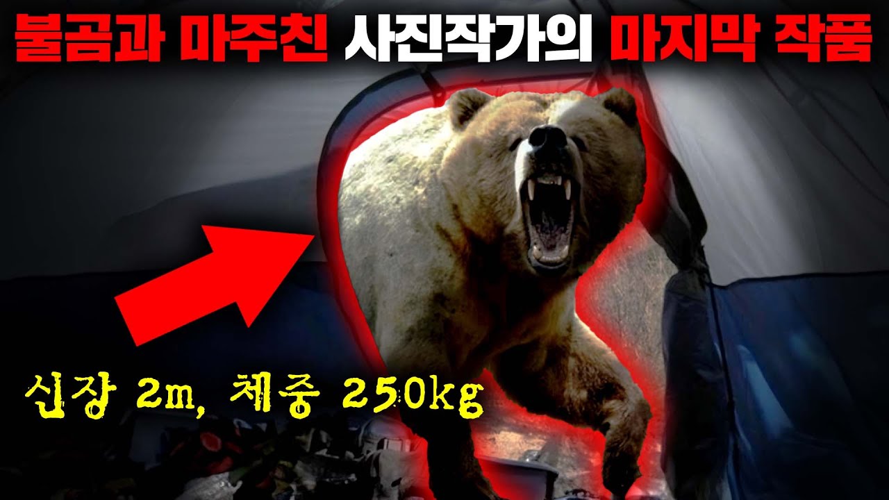 예능 촬영 도중 거대한 불곰에게 게스트가 잡아먹힌 '호시노 미치오 불곰 습격 사건' [사건사고] - YouTube