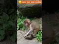現代人が忘れた「小さな幸せ」を教えてくれる赤ちゃん猿。Japanese macaque #ニホンザル #punch #パンチくん