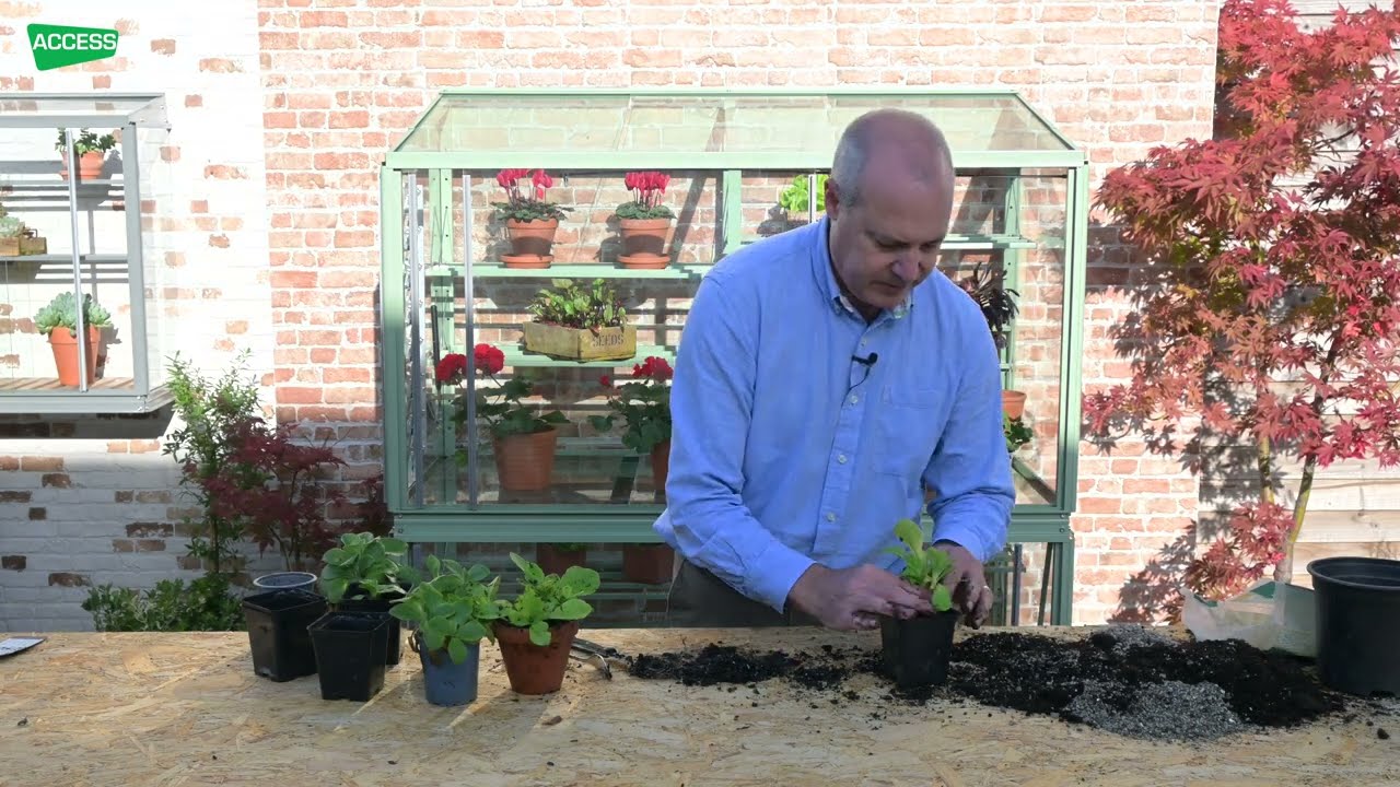 How To Divide Auriculas