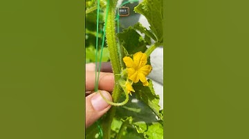 🥒Cucumbers bloom, but there are no fruits! This is easy to fix 🥒 #cucumber #cucumbers #bloom