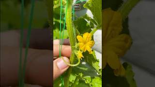 Download Lagu 🥒Komkommers bloeien, maar er zijn geen vruchten! Dit is makkelijk te verhelpen 🥒 #komkommer #komk... MP3 Download Lagu 🥒Komkommers bloeien, maar er zijn geen vruchten! Dit is makkelijk te verhelpen 🥒 #komkommer #komk... MP3