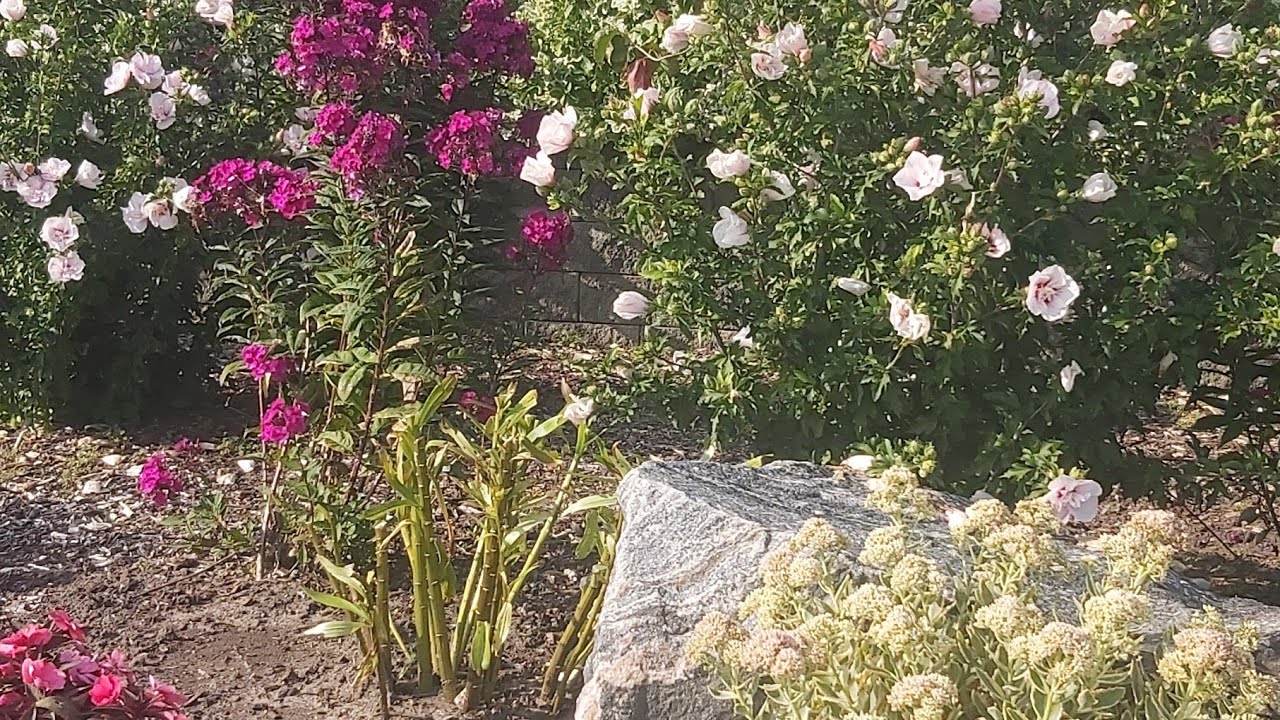 ASMR: Тихо говорящая официантка и жевательная резинка