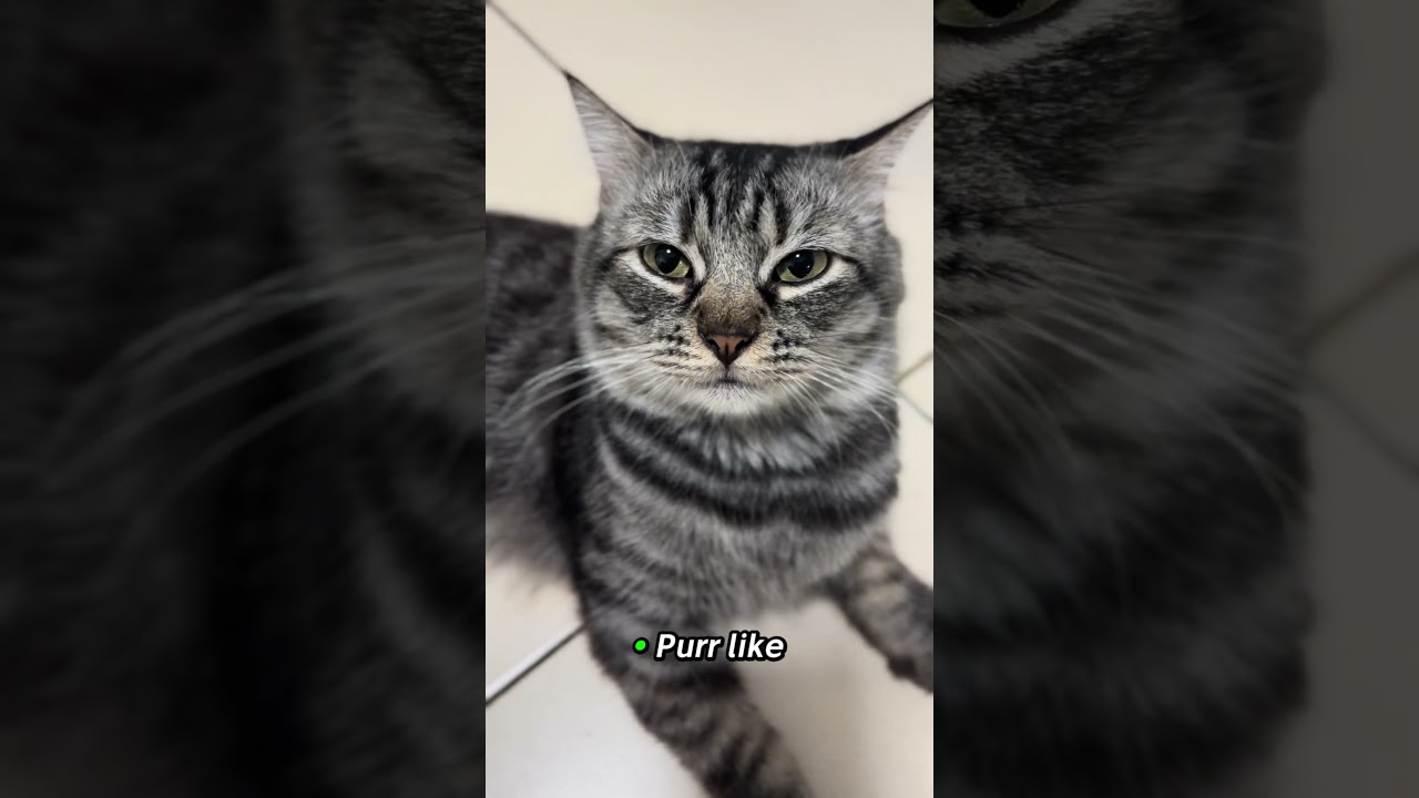 Mom had a headache… so I handled it like a professional #cat #catvideos #shorts #funny #trending