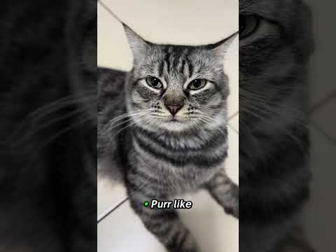 Mom had a headache… so I handled it like a professional #cat #catvideos #shorts #funny #trending