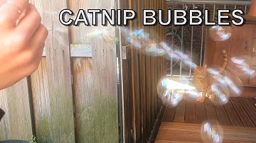 Catnip bubble test