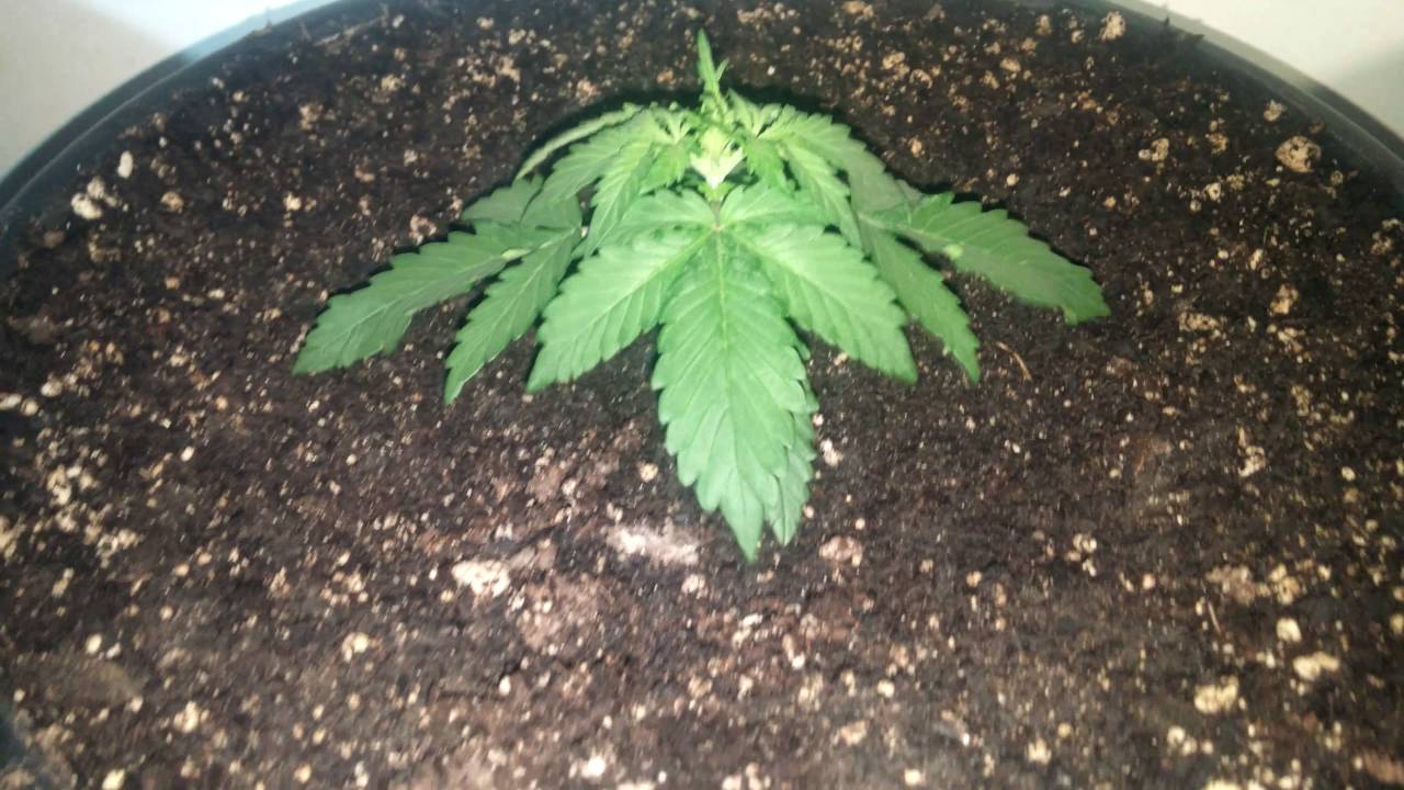 Fastbuds Fastberry - Week #2 Update