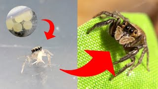 Growth record of jumping spiders raised by humans until they become adults