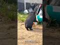 pig reaction #pig #reaction #fypシ゚viral #everyone #