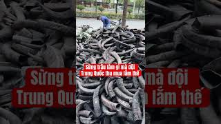 Sừng trâu để làm gì