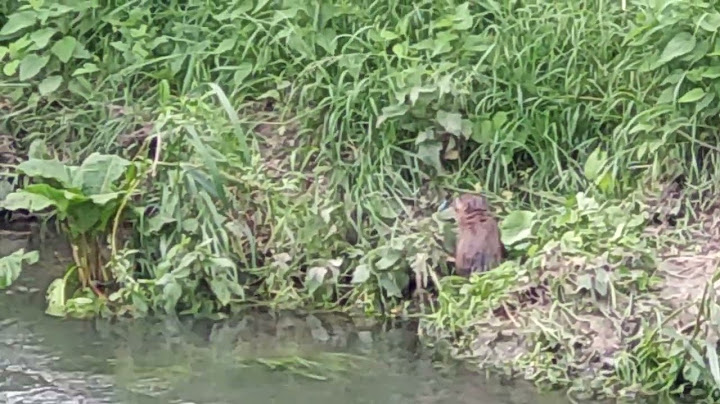 Каипу на Речке - Лакомится свежей порослью. // Kaipu on the river enjoying fresh grass. #алексаас