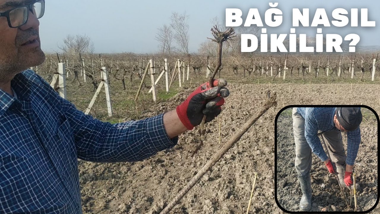 ÜZÜM FİDANI DİKİM TEKNİKLERİ | BAĞ NASIL DİKİLİR?