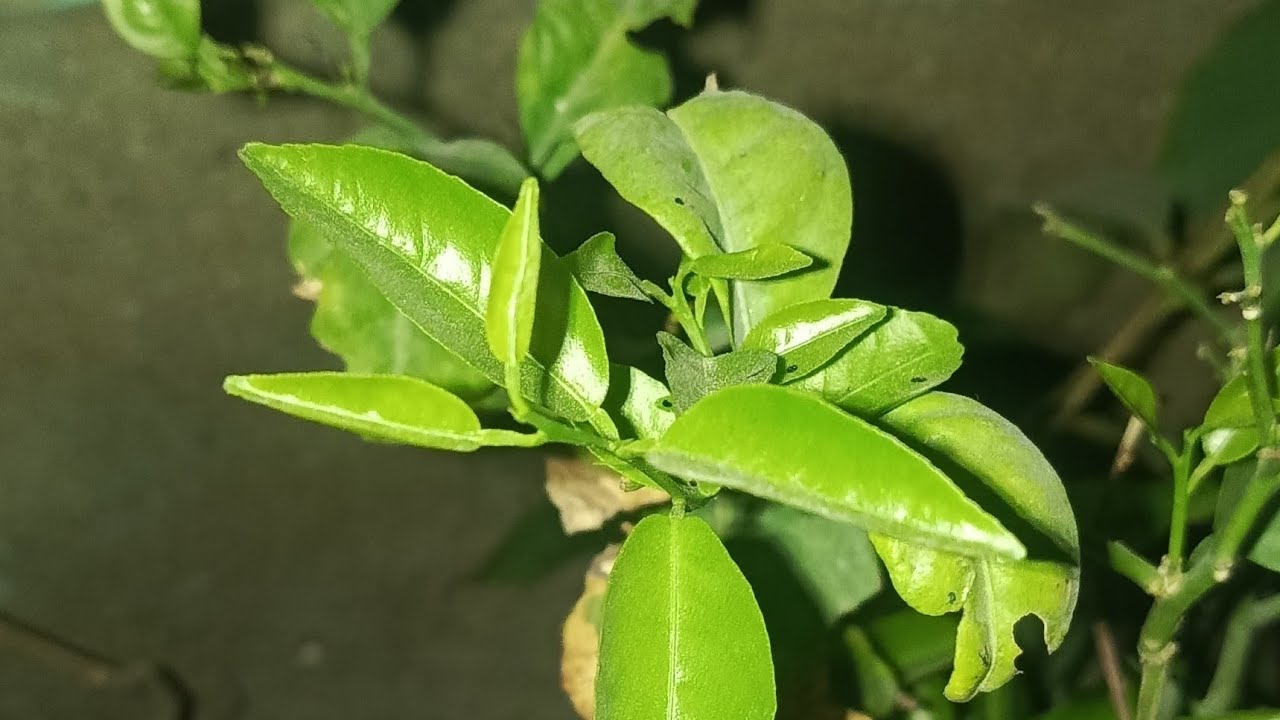 New growth in my plants fertilizing spray