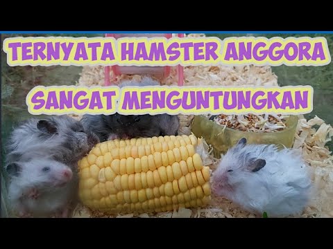 Video: Hamster berbulu panjang dari mana?