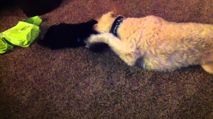 Dewey and Hugo