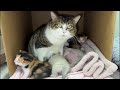 GW中の保護猫シェルター新生児室から生配信