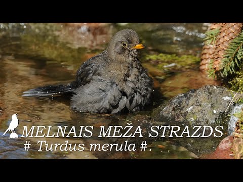 Video: Melns putns ar melnu knābi. Melns putns ar lielu knābi