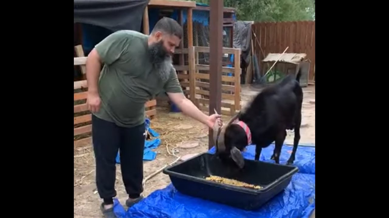 Islamic Halal Goat Slaughter YouTube