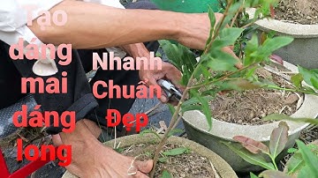 Kỹ thuật uốn mai con dáng long Bình Định