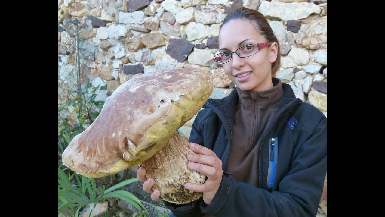Boletus Edulis XXL gigante, MUST WATCH![HD]😱
