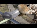キリンに餌やり体験 (伊豆アニマルキングダム) 2018年3月17日
