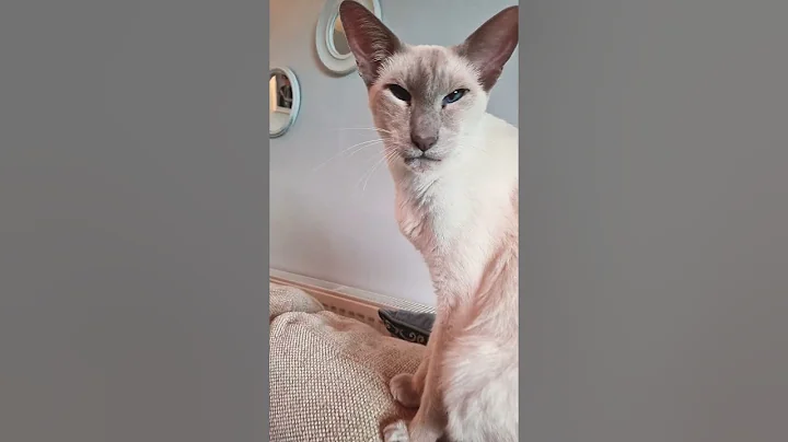 Video 11757891: siamesecat